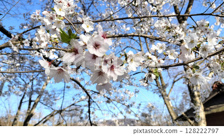 Cherry blossoms and blue skies Photo by Daio Wasabi Farm 128222797