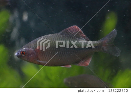 金平(男) 金平(男) 128222850