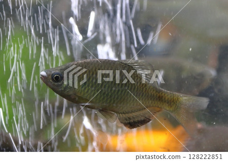 棕斑霸鶲（雄性） 128222851