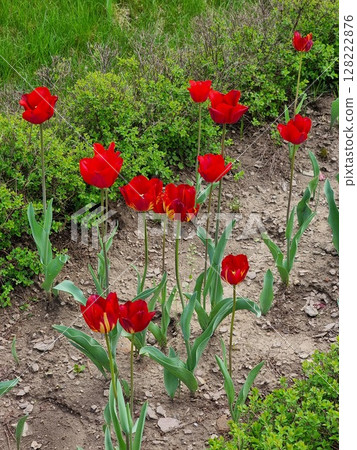 Beautiful flowers in the garden. Red tulips in the background. Beautiful flowers in the garden. Red tulips in the background. 128222876