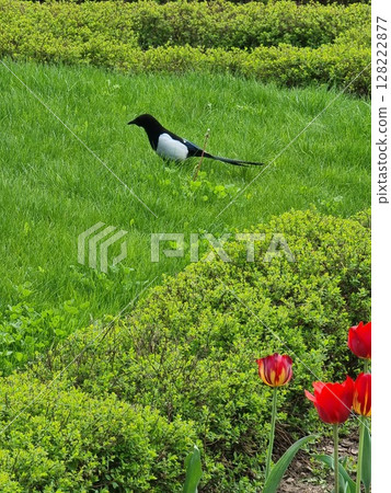 Beautiful flowers in the garden. Magpie sits on the lawn. Tulips grow in the garden. Beautiful flowers in the garden. Magpie sits on the lawn. Tulips grow in the garden. 128222877