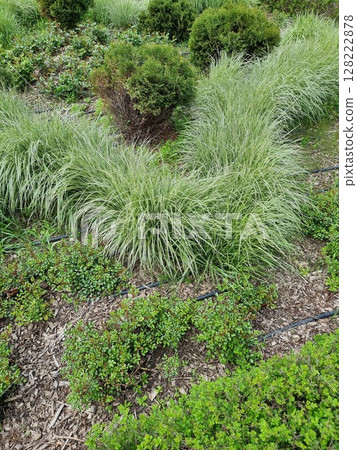 Green plants in the garden. Arhenatherum bulbosum variegatum, Thuja occidentalis Hoseri and Lonicera nitida Elegant are in the garden. Green plants in the garden. Arhenatherum bulbosum variegatum, Thuja occidentalis Hoseri and Lonicera nitida Elegant are in the garden. 128222878