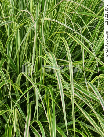Close-up of a green grass background. Carex japonica in the garden. Close-up of a green grass background. Carex japonica in the garden. 128222879