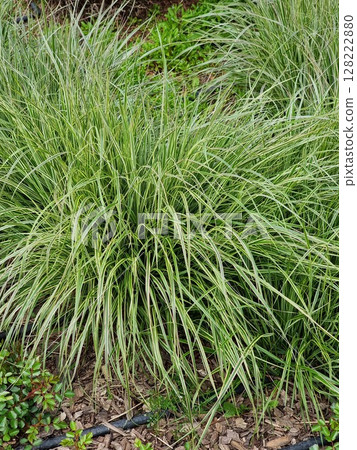 Close-up View Of Green Plants Outdoors Close-up View Of Green Plants Outdoors 128222880