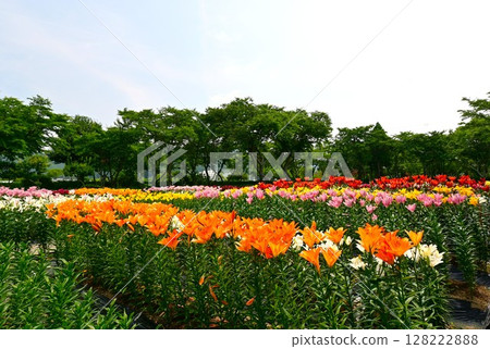 盛開的彩色百合花園 盛開的彩色百合花園 128222888