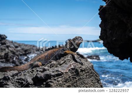 Marine iguana resting on rocks by the ocean, Galapagos Marine iguana resting on rocks by the ocean, Galapagos 128222937