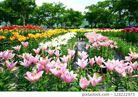 A colorful lily garden in full bloom A colorful lily garden in full bloom 128222973