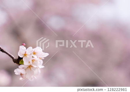 盛開的櫻花點綴著春天的天空 128222981