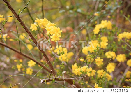 Oubai的花朵 128223180