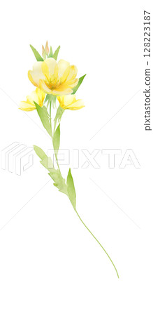 月見草花水彩畫 月見草花水彩畫 128223187
