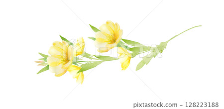月見草花水彩畫 128223188