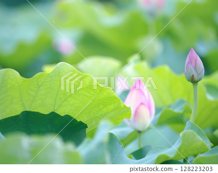 The lotus pond is now at its best in early July. The lotus pond is now at its best in early July. 128223203