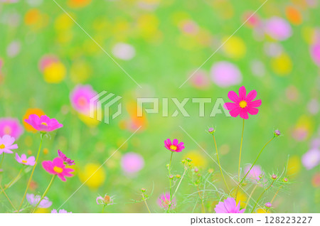 Autumn scenery with colorful cosmos flowers Autumn scenery with colorful cosmos flowers 128223227