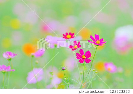 Autumn scenery with colorful cosmos flowers 128223233