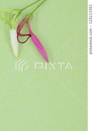 和紙與花的結合【背景材料】 128223361