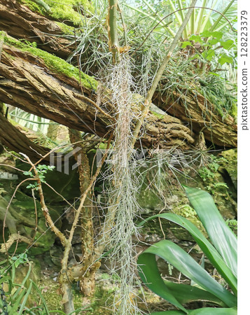 green tillandsia plant green tillandsia plant 128223379