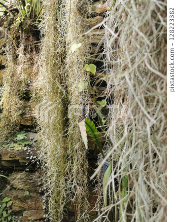 green tillandsia plant 128223382