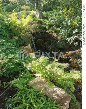 tropical green jungle 128223385