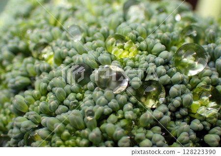 fresh broccoli vegetable fresh broccoli vegetable 128223390