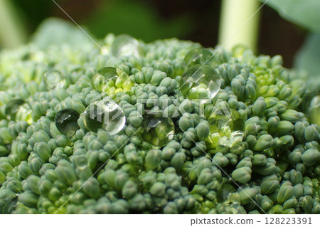 fresh broccoli vegetable fresh broccoli vegetable 128223391
