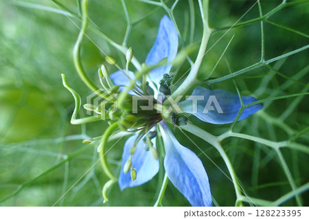 Nigella sativa plant and flowers 128223395