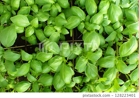 fresh green basil plant texture 128223401