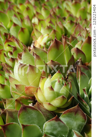 houseleek plant texture houseleek plant texture 128223404