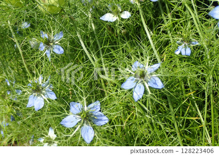 Nigella sativa plant and flowers 128223406