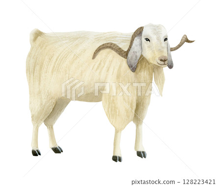 White goat with horns watercolor isolated illustration. Furry farm animal in realistic style for rural village designs and countryside scenes. Domestic livestock clip art 128223421