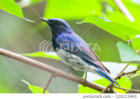 夏季森林中的雄性藍白霸鶲 夏季森林中的雄性藍白霸鶲 128223463