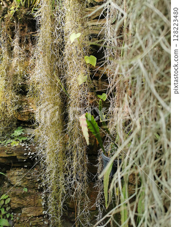 green tillandsia plant green tillandsia plant 128223480