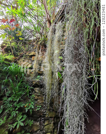 green tillandsia plant 128223481