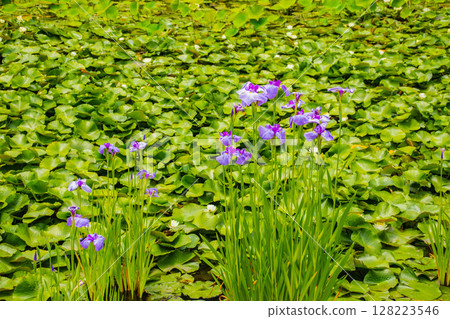 [Kyoto Scenery] Kanshuji Temple - The pure and memorable white irises 128223546
