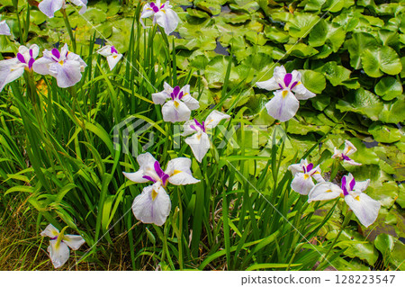 [Kyoto Scenery] Kanshuji Temple - The pure and memorable white irises 128223547