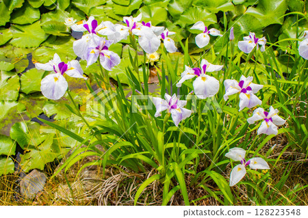 [Kyoto Scenery] Kanshuji Temple - The pure and memorable white irises 128223548