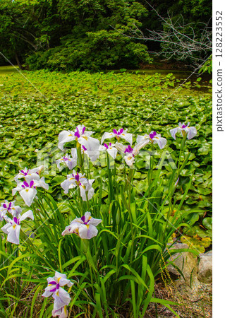 [Kyoto Scenery] Kanshuji Temple - The pure and memorable white irises 128223552