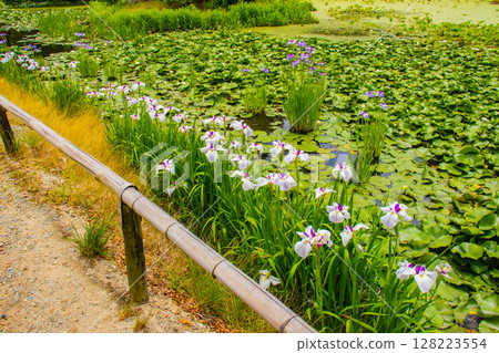 [Kyoto Scenery] Kanshuji Temple - The pure and memorable white irises 128223554