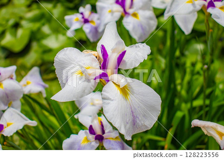 [Kyoto Scenery] Kanshuji Temple - The pure and memorable white irises 128223556