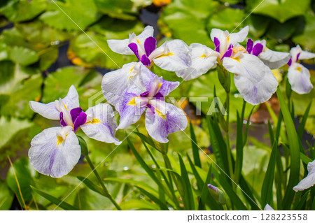 [Kyoto Scenery] Kanshuji Temple - The pure and memorable white irises 128223558