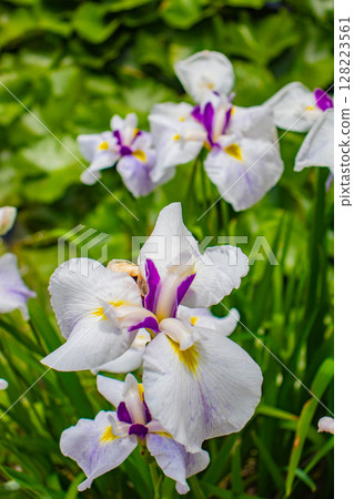 [Kyoto Scenery] Kanshuji Temple - The pure and memorable white irises 128223561