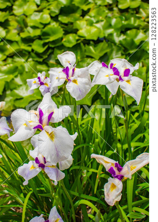 [Kyoto Scenery] Kanshuji Temple - The pure and memorable white irises 128223563
