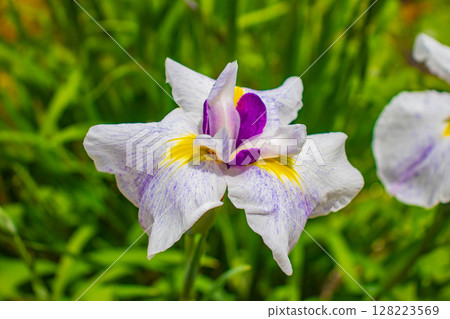 [Kyoto Scenery] Kanshuji Temple - The pure and memorable white irises 128223569
