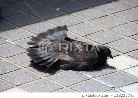 Midsummer pigeons (Kawaguchi City, Saitama Prefecture) Midsummer pigeons (Kawaguchi City, Saitama Prefecture) 128223785