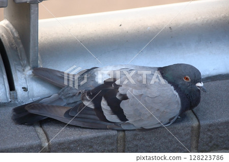 仲夏鴿（埼玉縣川口市） 128223786