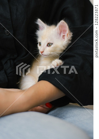 Creamy Kitten Looking To The Side 128223871