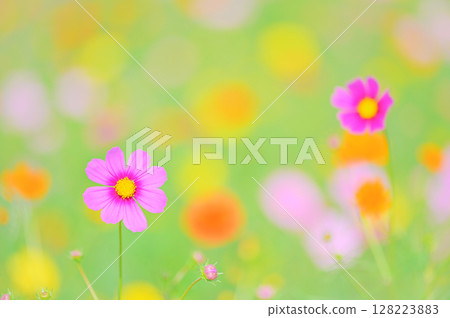 Cosmos flowers wrapped in soft light Cosmos flowers wrapped in soft light 128223883