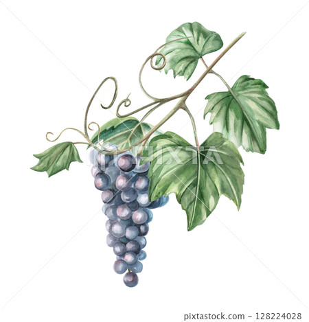 Grapevine with a bunch of ripe grapes. Isolated watercolor illustration in a realistic style for the design of wine shops, bottle labels, bar menus, printing on clothes and posters. 128224028