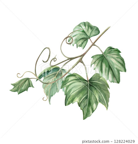Grapevine. Isolated watercolor illustration in realistic style for wine shop design, bottle labels, bar menu, printing on clothes and posters. 128224029