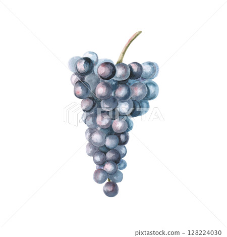 Bunch of ripe dark grapes. Isolated watercolor illustration in realistic style for wine shop design, bottle labels, bar menu, printing on clothes and posters. 128224030
