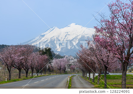 青森縣弘前市，通往冰雪覆蓋的岩木山的道路兩旁，排列著一排大山櫻花樹 128224091